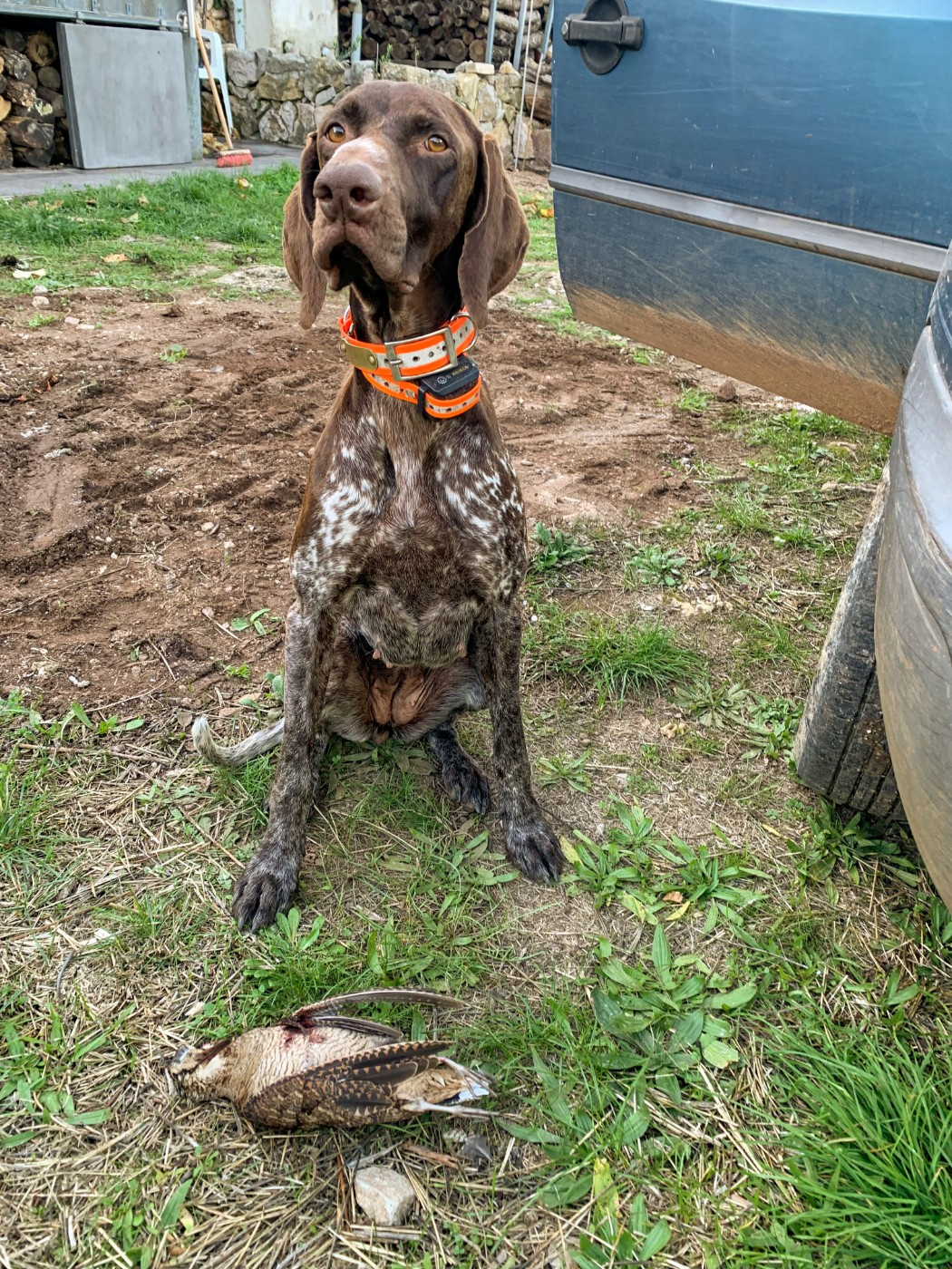 Prochaine saillie de prévue en MARS