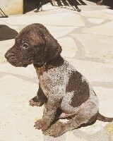 PACO
